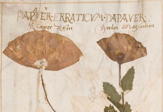Mák setý ⁕ Papaver somniferum