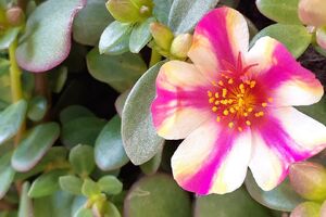 portulaca