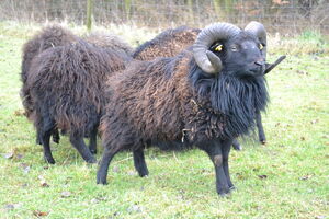ouessantská ovce - nejmenší ovčí plemeno na světě