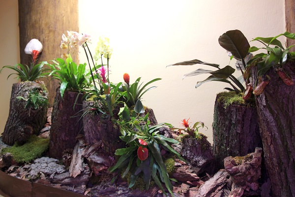 Výstava Epifyty – rostliny vzdušných zahrad, Národní zemědělské muzeum Kačina