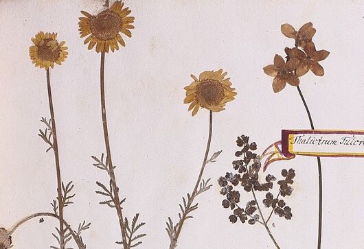 Rmen barvířský ⁕ Anthemis tintoria
