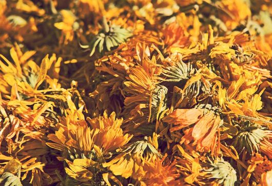 Soubor abstraktů z konference „Léčivé rostliny v historii“ (Prušánky, 11.–12. září 2024)