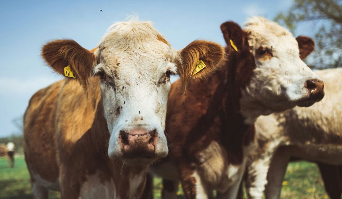 Výstava Šlechtění hospodářských zvířat