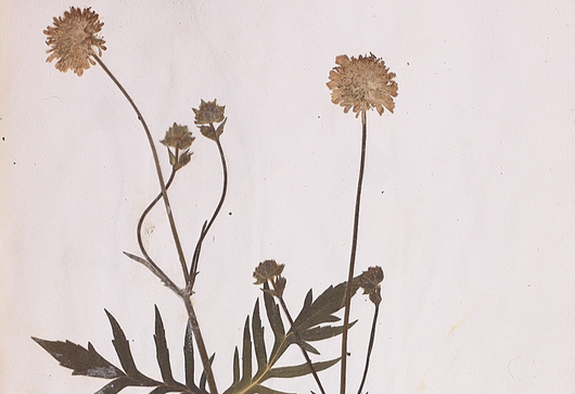 Chrastavec rolní ⁕ Knaucia arvensis