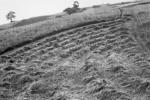 Sečení v oblouku, autor J. Vařeka, 1954. Sbírka NZM