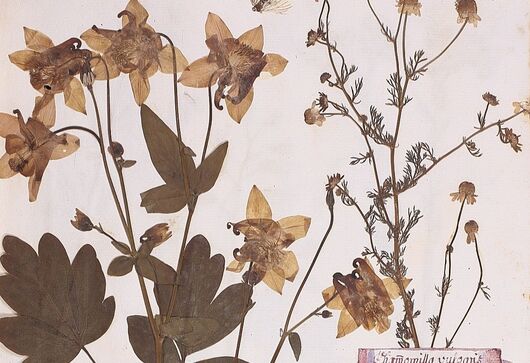 Orlíček obecný ⁕ Aquilegia vulgaris