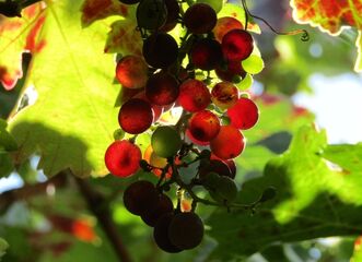 Vinobraní v muzeu