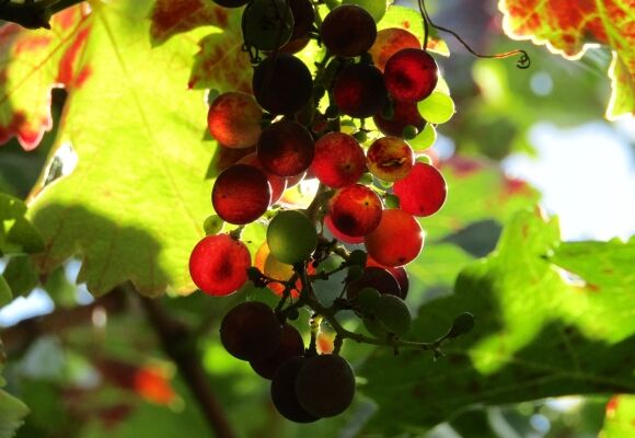 Vinobraní v muzeu