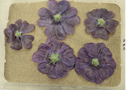 Sušení květů slézu (Malva sylvestris var. mauritiana) pro tvorbu trvalých exponátů (Zahradnictví, 6/2025)