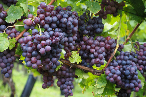 Valtické vinobraní v muzeu
