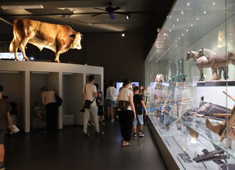 Mezinárodní den muzeí