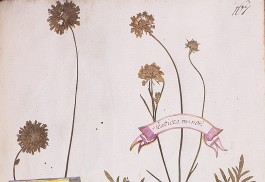 Hlaváč šedavý ⁕ Scabiosa canescens
