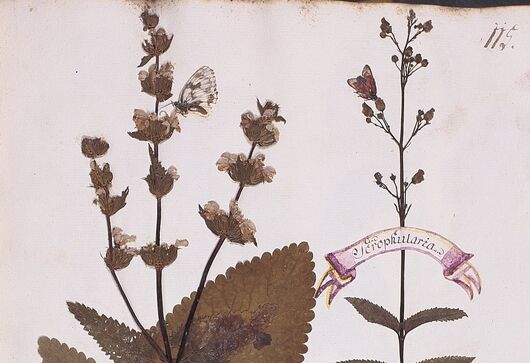 Sápa hlíznatá ⁕ Phlomis tuberosa