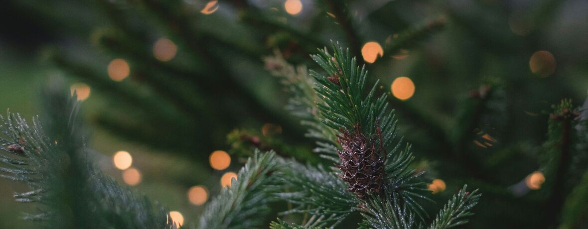 Muzeum kvete / Vánoční stromky, jmelí, adventní rostliny