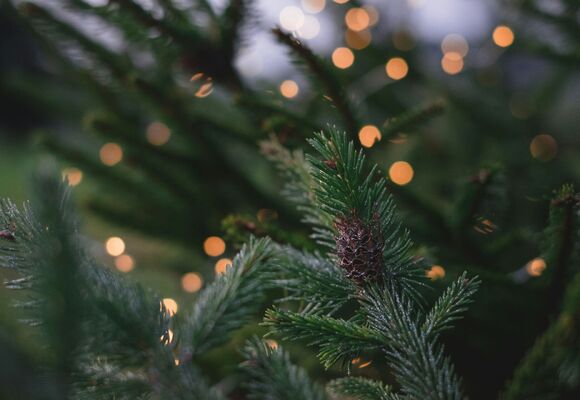 Muzeum kvete / Vánoční stromky, jmelí, adventní rostliny